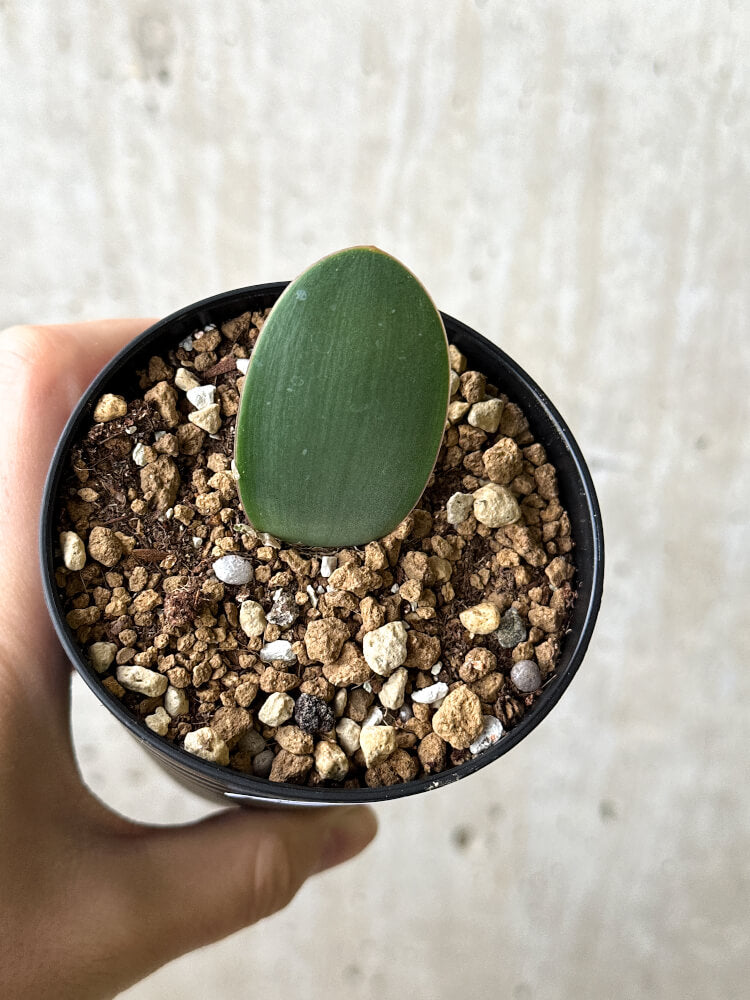 【現品限り】ハエマンサス・アマリロイデス【P57】 Haemanthus amarylloides