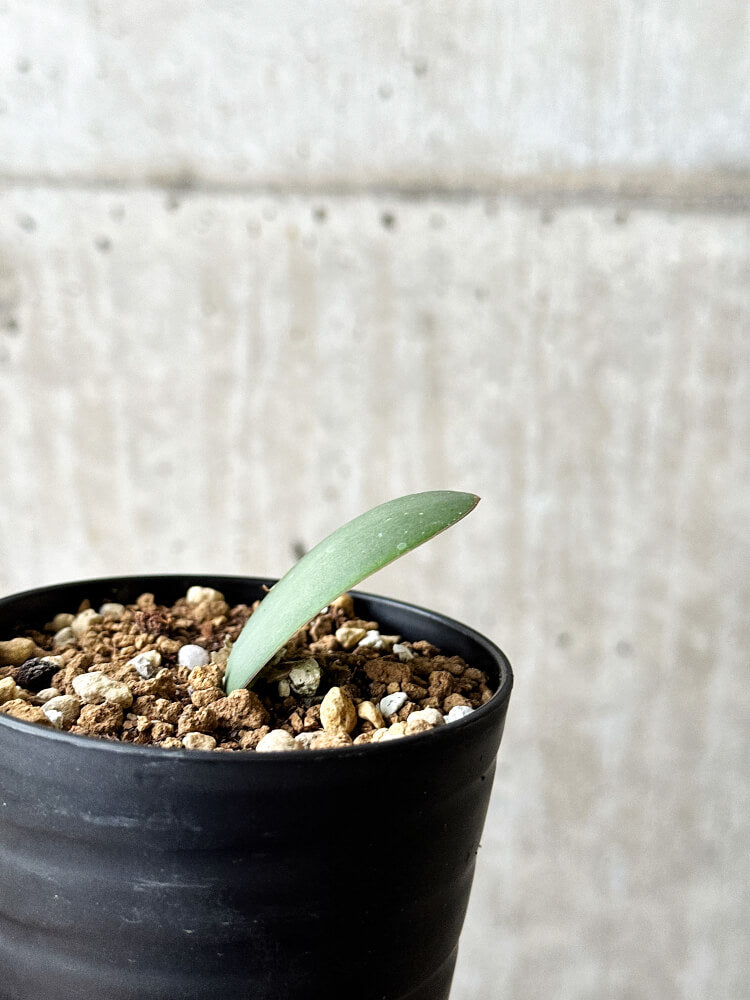 【現品限り】ハエマンサス・アマリロイデス【P57】 Haemanthus amarylloides