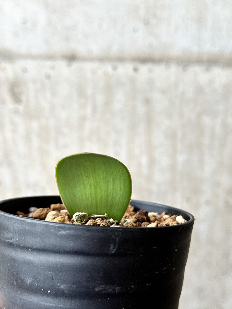 【現品限り】ハエマンサス・アマリロイデス【P57】 Haemanthus amarylloides