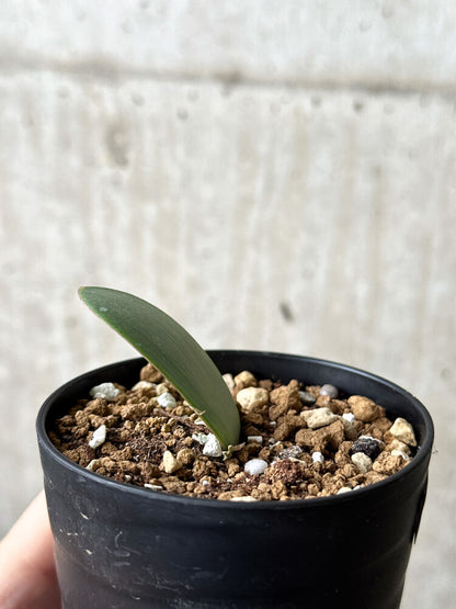 【現品限り】ハエマンサス・アマリロイデス【P57】 Haemanthus amarylloides