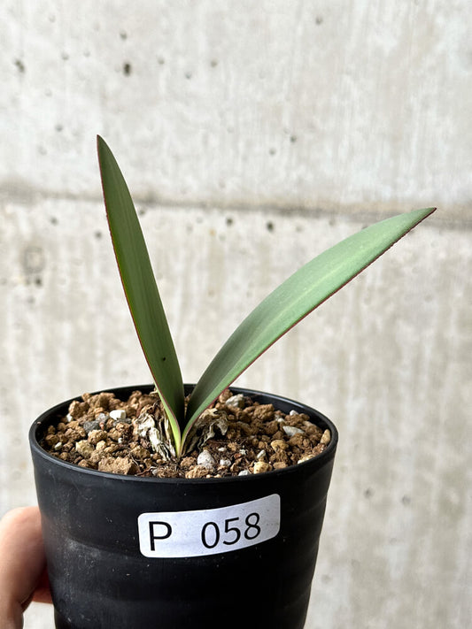 【現品限り】ハエマンサス・アマリロイデス【P58】 Haemanthus amarylloides