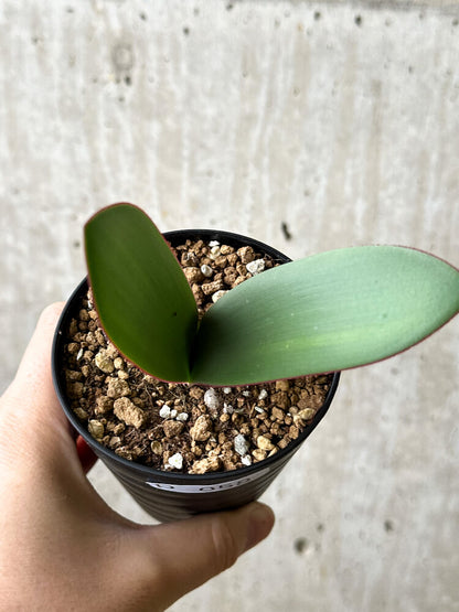 【現品限り】ハエマンサス・アマリロイデス【P58】 Haemanthus amarylloides