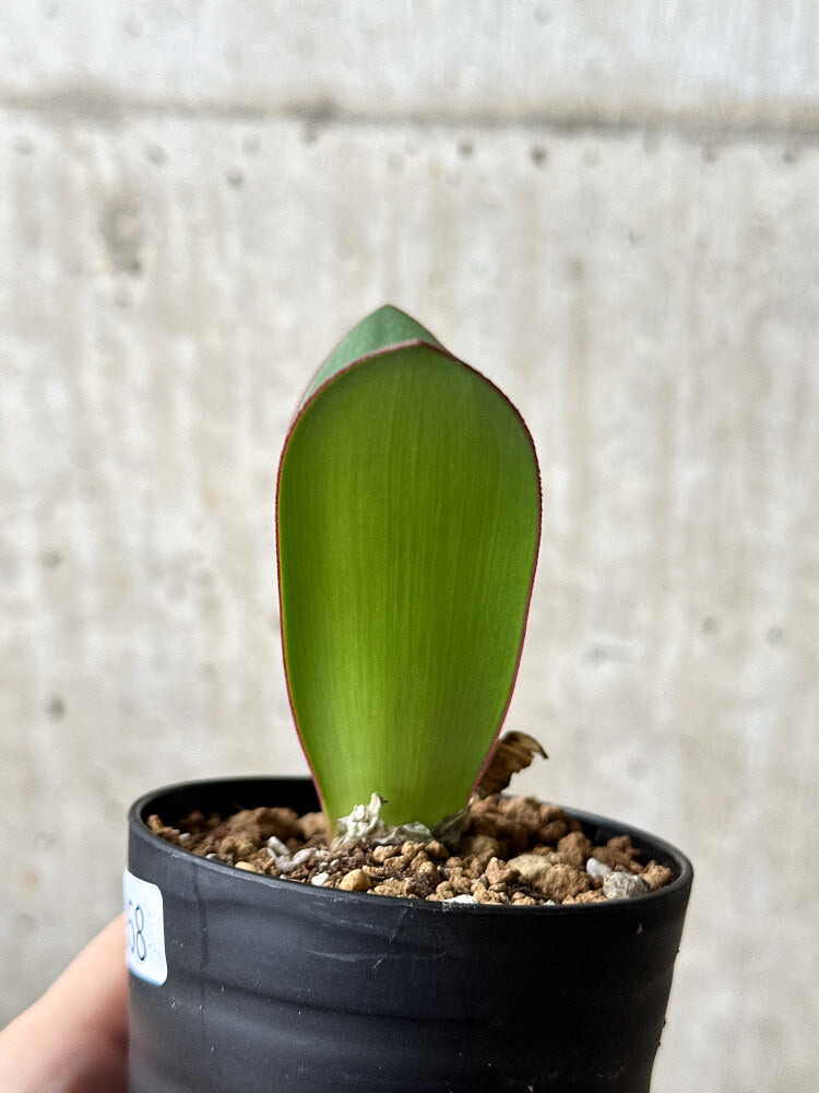 【現品限り】ハエマンサス・アマリロイデス【P58】 Haemanthus amarylloides