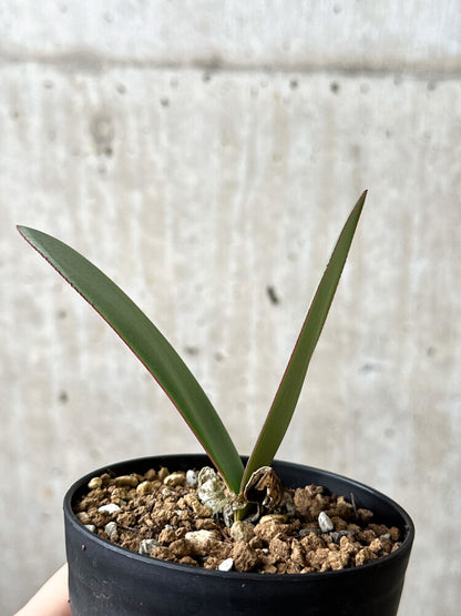 【現品限り】ハエマンサス・アマリロイデス【P58】 Haemanthus amarylloides