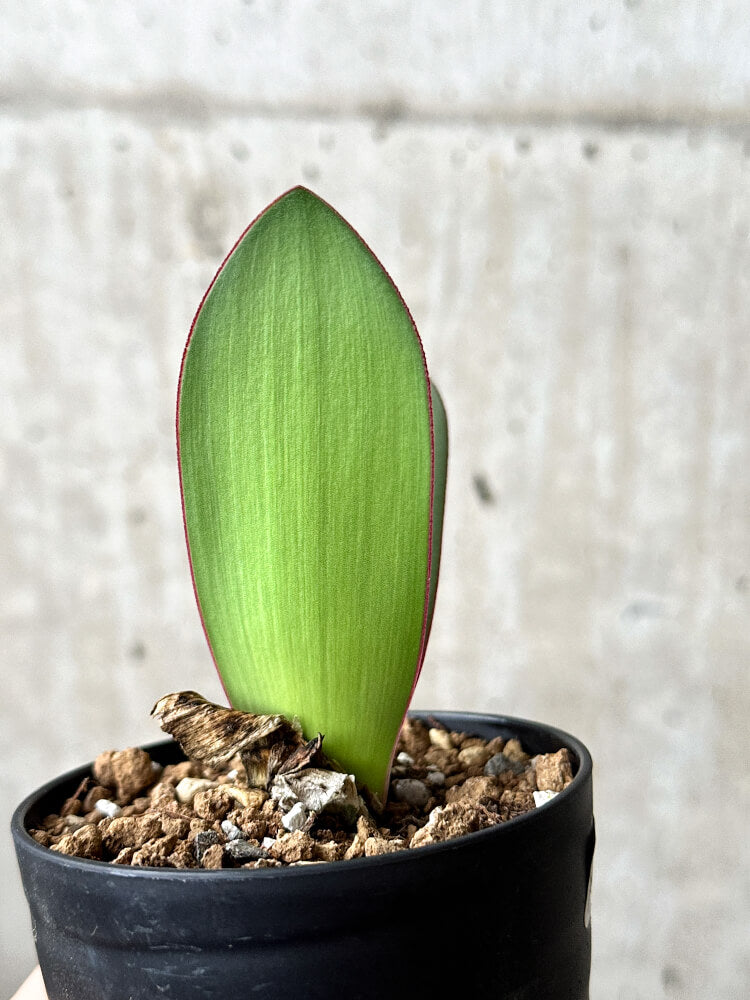 【現品限り】ハエマンサス・アマリロイデス【P58】 Haemanthus amarylloides