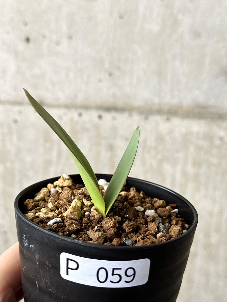 【現品限り】ハエマンサス・アマリロイデス【P59】 Haemanthus amarylloides