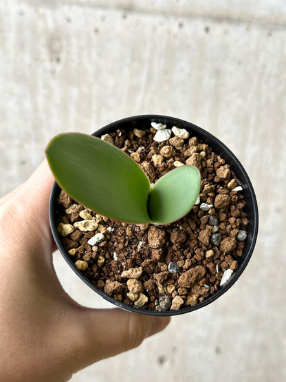 【現品限り】ハエマンサス・アマリロイデス【P59】 Haemanthus amarylloides