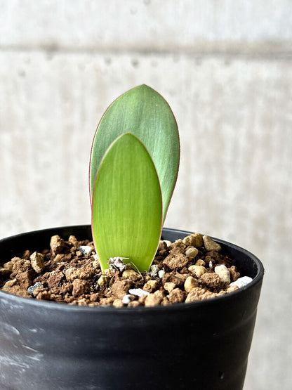 【現品限り】ハエマンサス・アマリロイデス【P59】 Haemanthus amarylloides