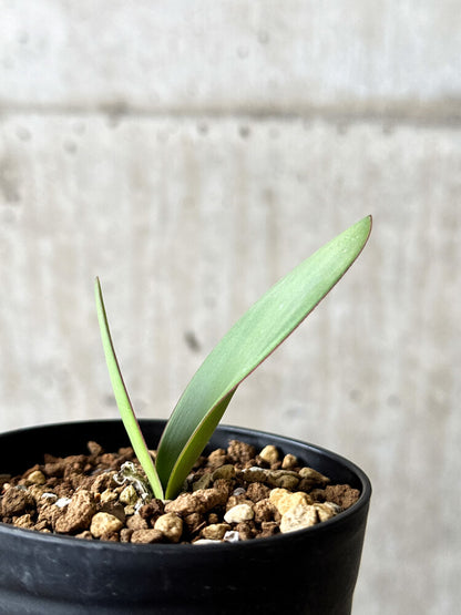 【現品限り】ハエマンサス・アマリロイデス【P59】 Haemanthus amarylloides