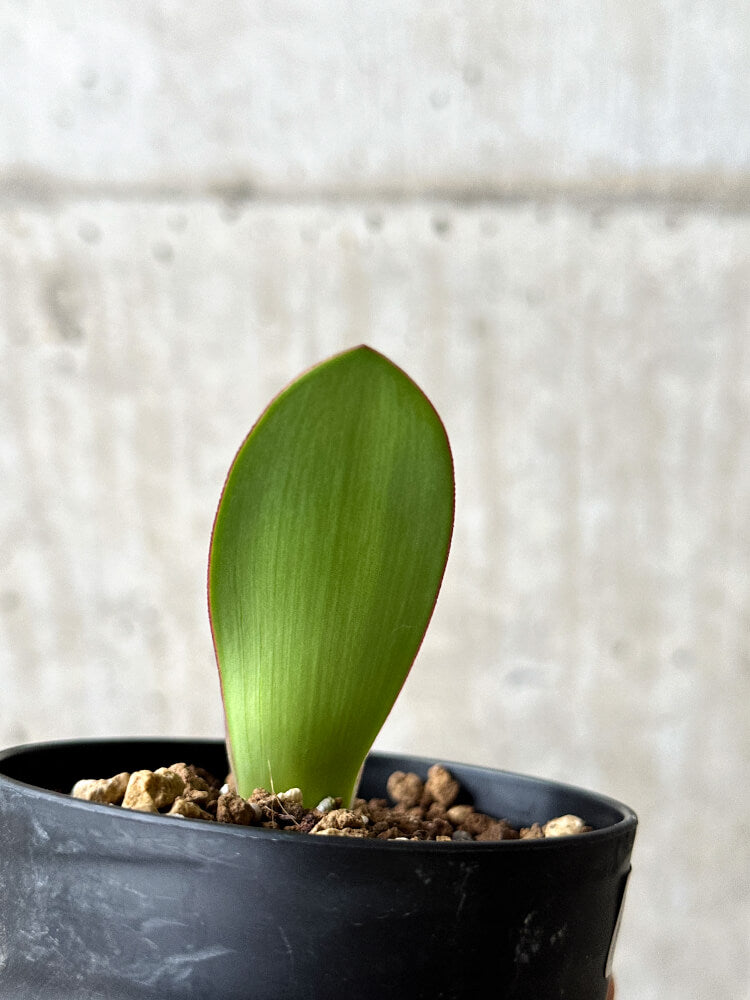 【現品限り】ハエマンサス・アマリロイデス【P59】 Haemanthus amarylloides