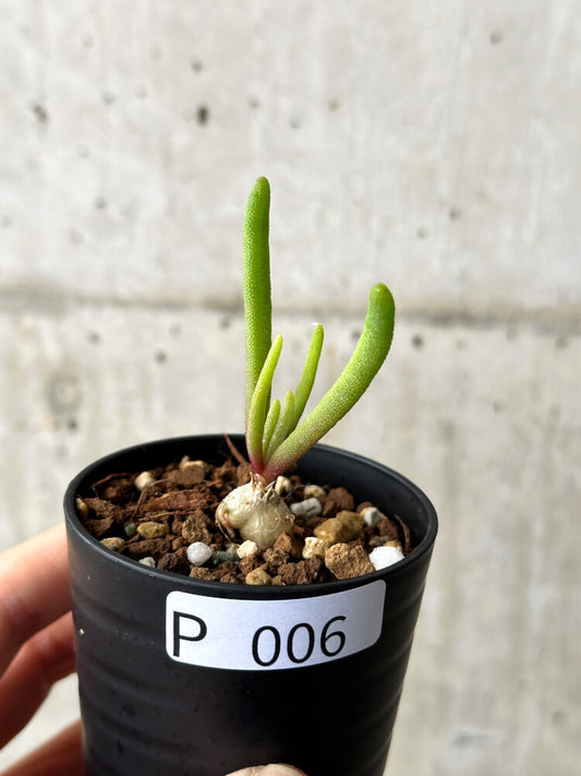 【現品限り】フィロボルス・テヌイフロルス【P6】 Phyllobolus tenuiflorus
