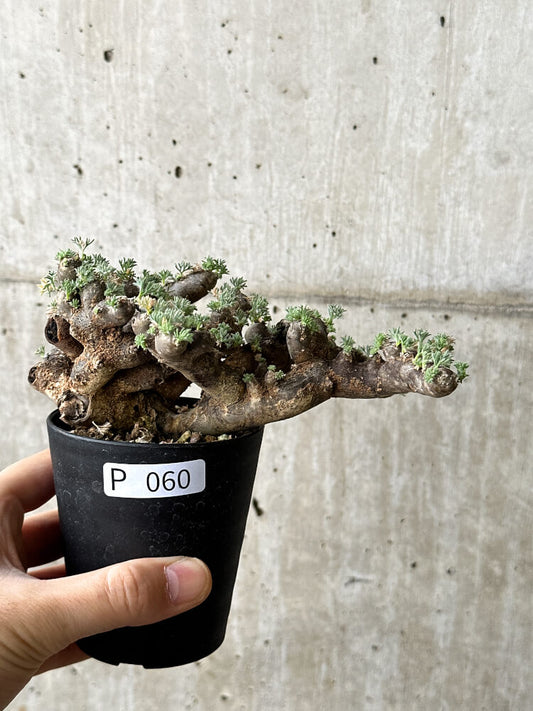 【現品限り】サルコカウロン・ムルチフィズム 現地株 発根済み モンソニア【P60】 Monsonia multifidum