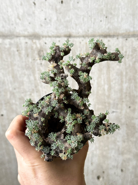 【現品限り】サルコカウロン・ムルチフィズム 現地株 発根済み モンソニア【P60】 Monsonia multifidum