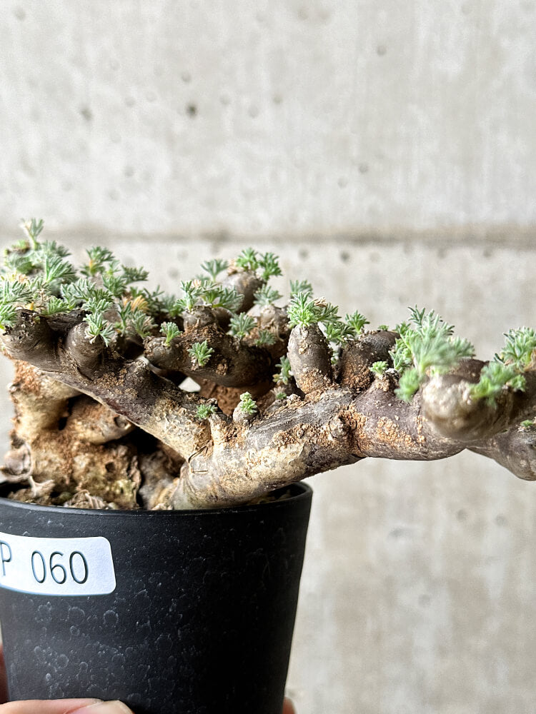 【現品限り】サルコカウロン・ムルチフィズム 現地株 発根済み モンソニア【P60】 Monsonia multifidum