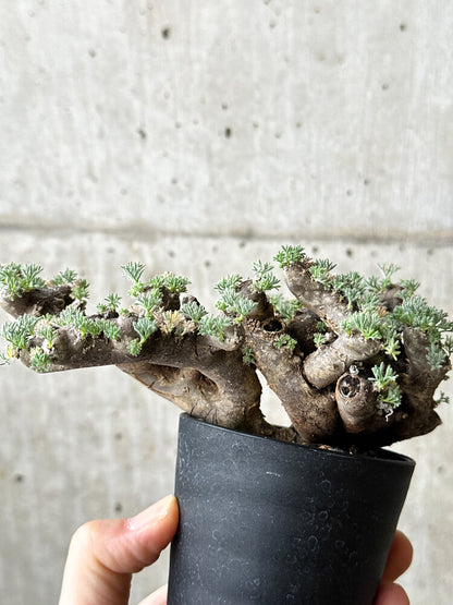 【現品限り】サルコカウロン・ムルチフィズム 現地株 発根済み モンソニア【P60】 Monsonia multifidum