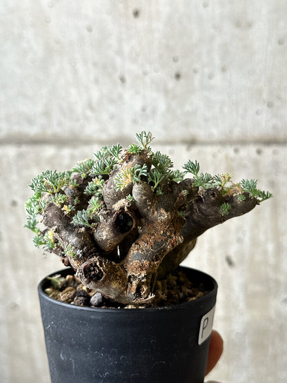 【現品限り】サルコカウロン・ムルチフィズム 現地株 発根済み モンソニア【P60】 Monsonia multifidum