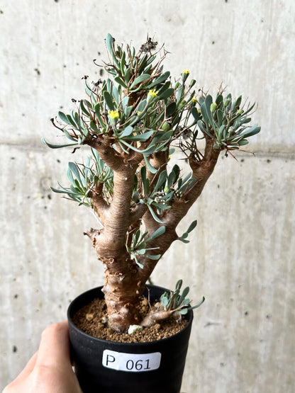 【現品限り】オトンナ・ユーフォルビオイデス【P61】 Othonna euphorbioides