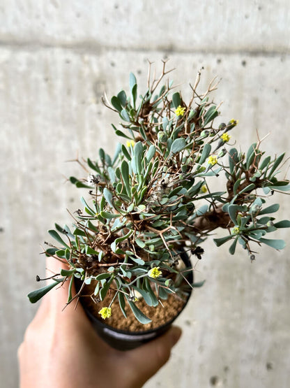 【現品限り】オトンナ・ユーフォルビオイデス【P61】 Othonna euphorbioides