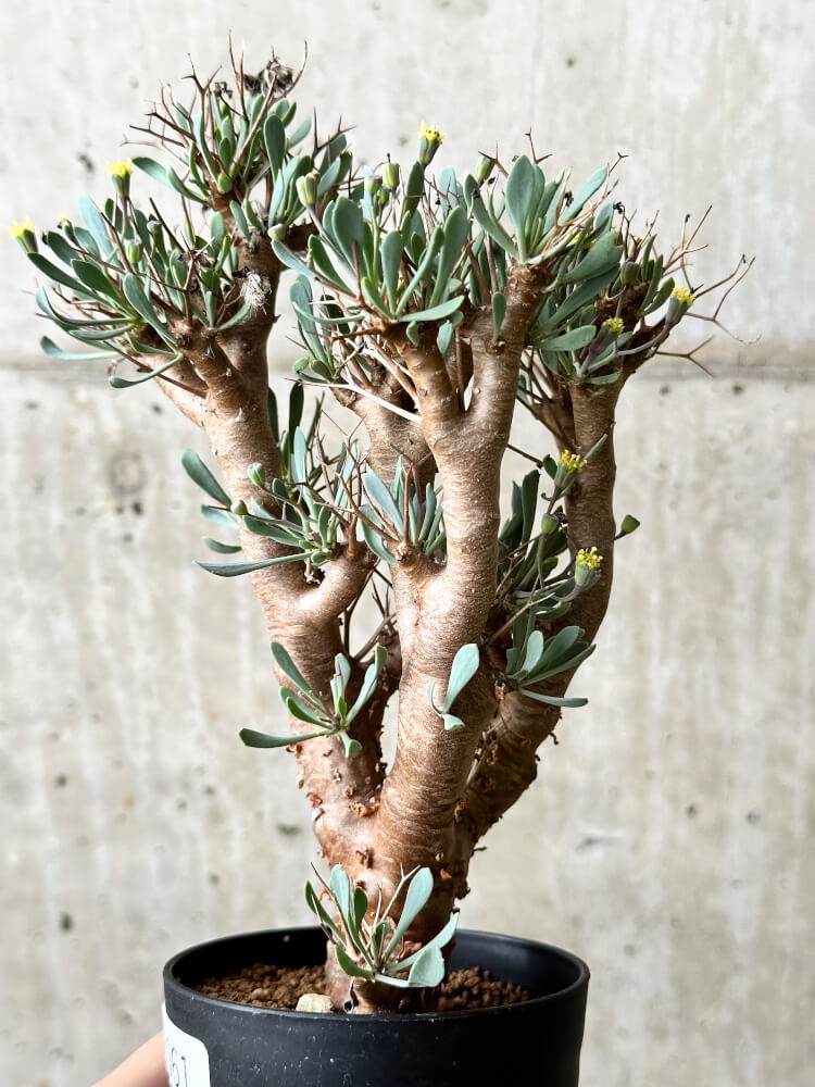 【現品限り】オトンナ・ユーフォルビオイデス【P61】 Othonna euphorbioides