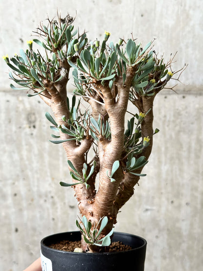 【現品限り】オトンナ・ユーフォルビオイデス【P61】 Othonna euphorbioides