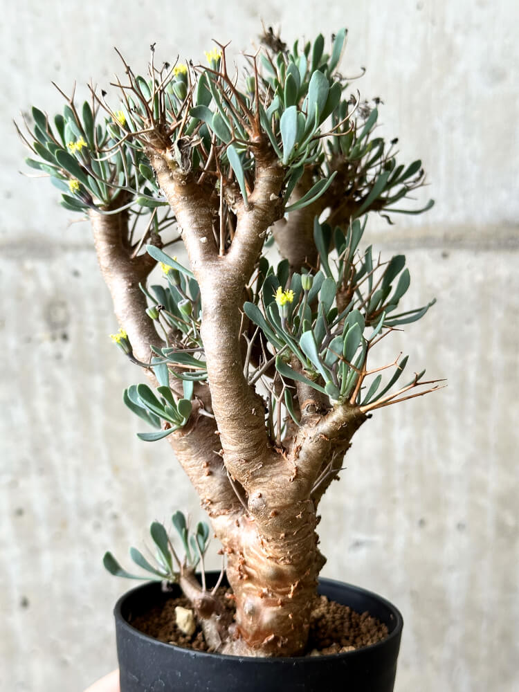 【現品限り】オトンナ・ユーフォルビオイデス【P61】 Othonna euphorbioides