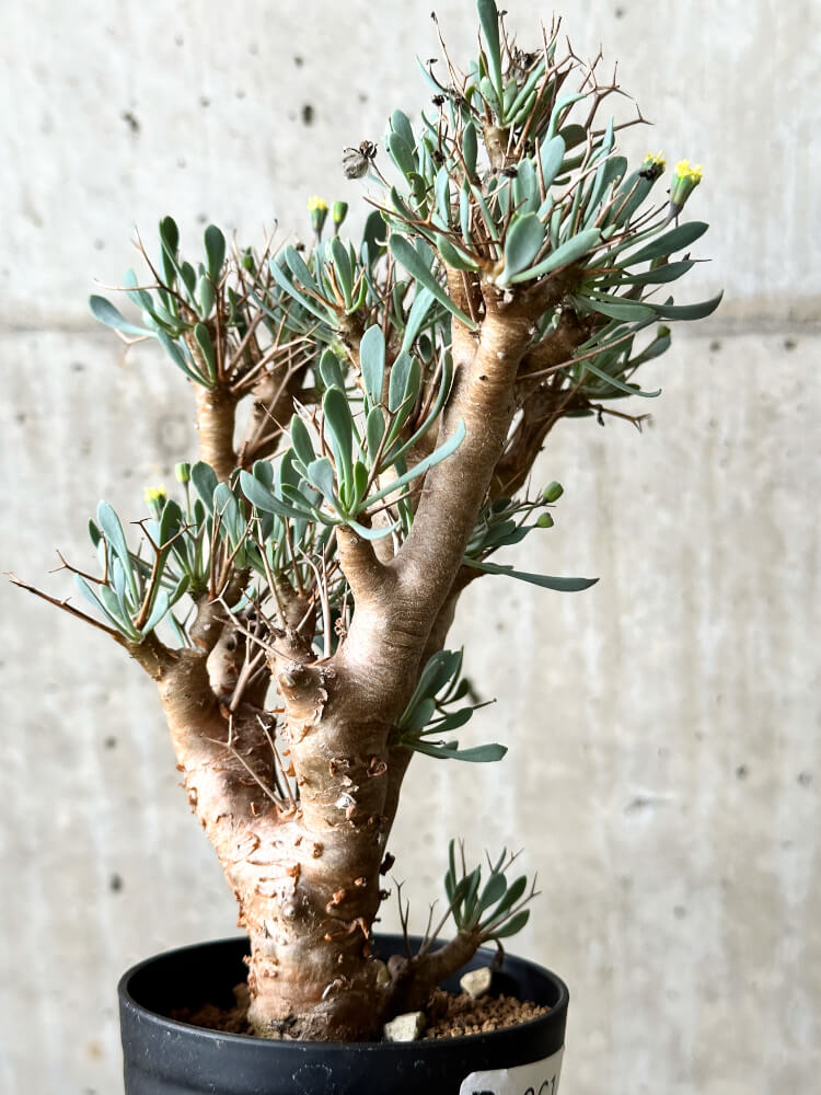 【現品限り】オトンナ・ユーフォルビオイデス【P61】 Othonna euphorbioides