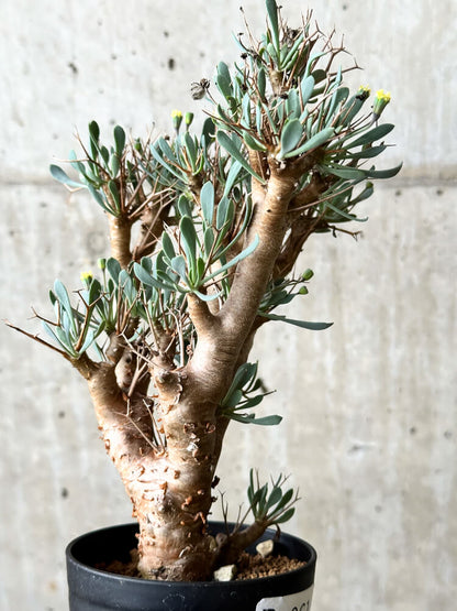 【現品限り】オトンナ・ユーフォルビオイデス【P61】 Othonna euphorbioides