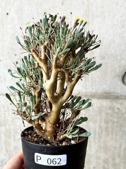 【現品限り】オトンナ・ユーフォルビオイデス【P62】 Othonna euphorbioides