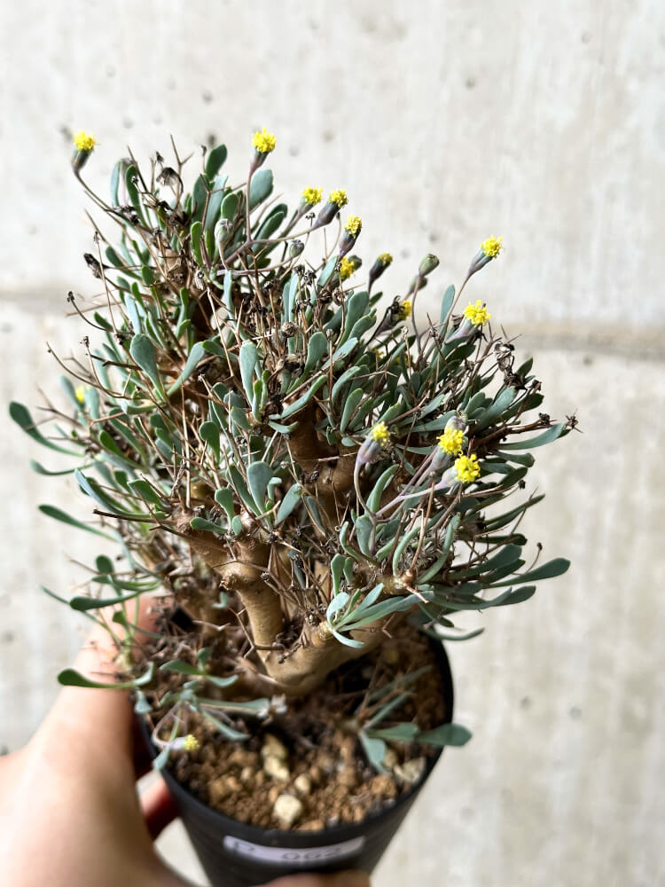 【現品限り】オトンナ・ユーフォルビオイデス【P62】 Othonna euphorbioides