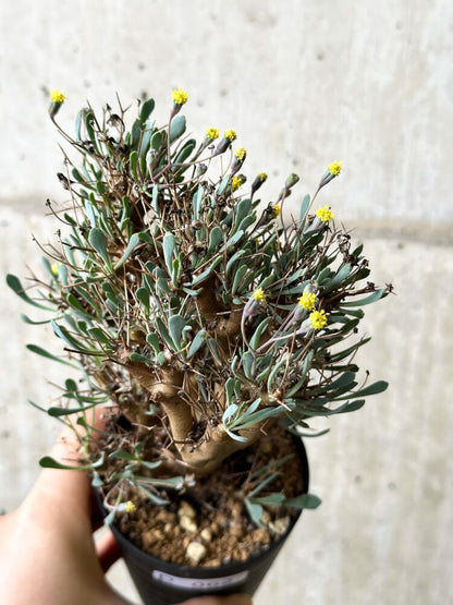 【現品限り】オトンナ・ユーフォルビオイデス【P62】 Othonna euphorbioides