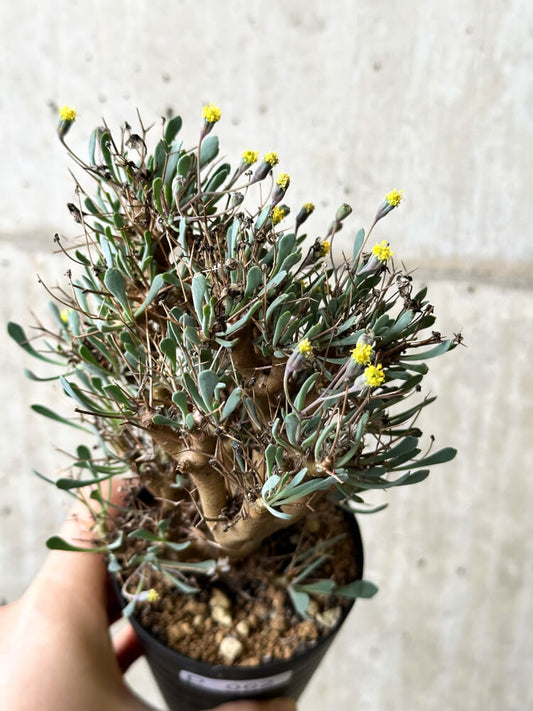 【現品限り】オトンナ・ユーフォルビオイデス【P62】 Othonna euphorbioides