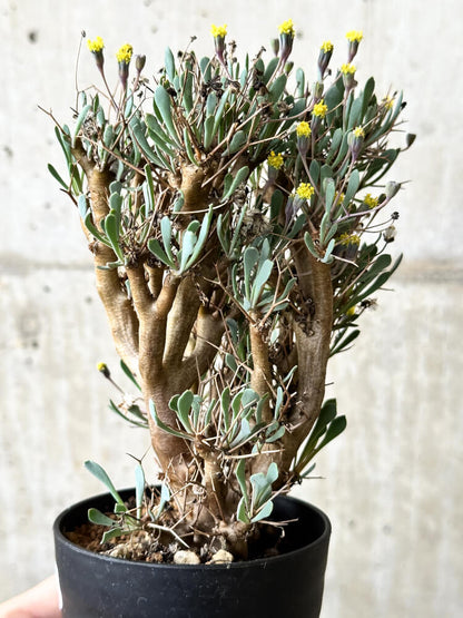 【現品限り】オトンナ・ユーフォルビオイデス【P62】 Othonna euphorbioides