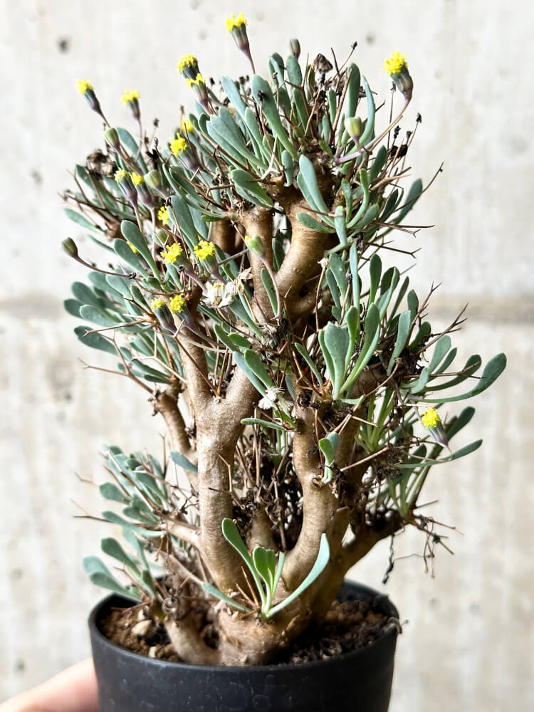 【現品限り】オトンナ・ユーフォルビオイデス【P62】 Othonna euphorbioides