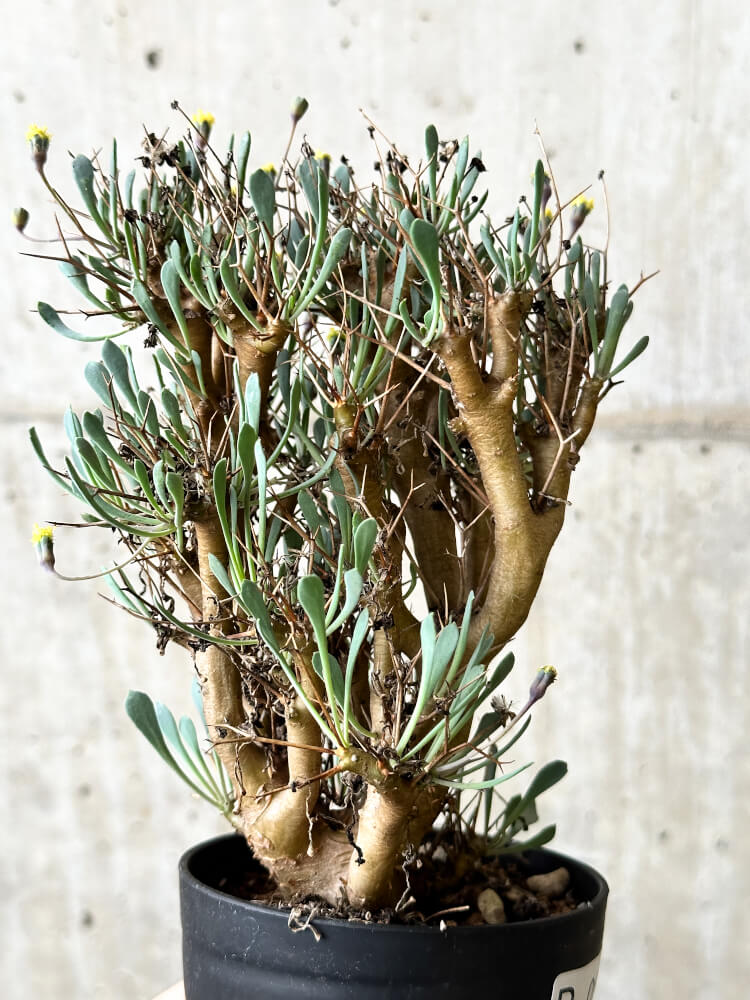 【現品限り】オトンナ・ユーフォルビオイデス【P62】 Othonna euphorbioides