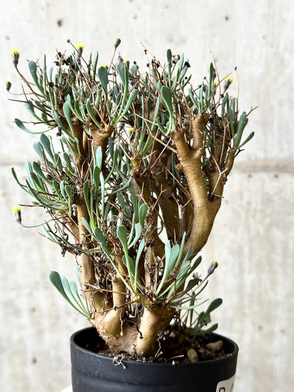 【現品限り】オトンナ・ユーフォルビオイデス【P62】 Othonna euphorbioides