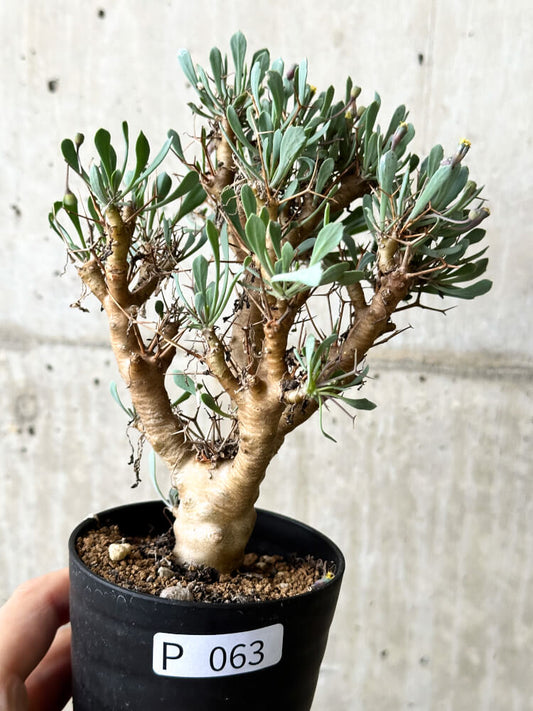 【現品限り】オトンナ・ユーフォルビオイデス【P63】 Othonna euphorbioides