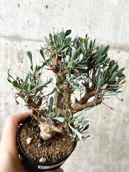 【現品限り】オトンナ・ユーフォルビオイデス【P63】 Othonna euphorbioides
