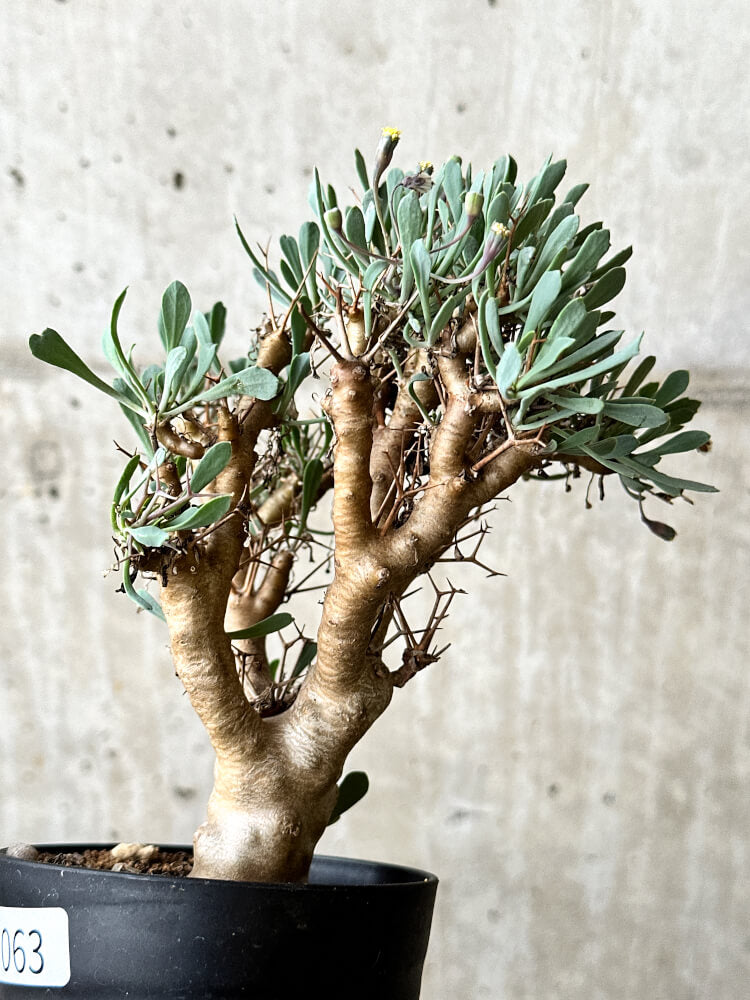 【現品限り】オトンナ・ユーフォルビオイデス【P63】 Othonna euphorbioides
