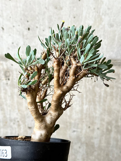 【現品限り】オトンナ・ユーフォルビオイデス【P63】 Othonna euphorbioides