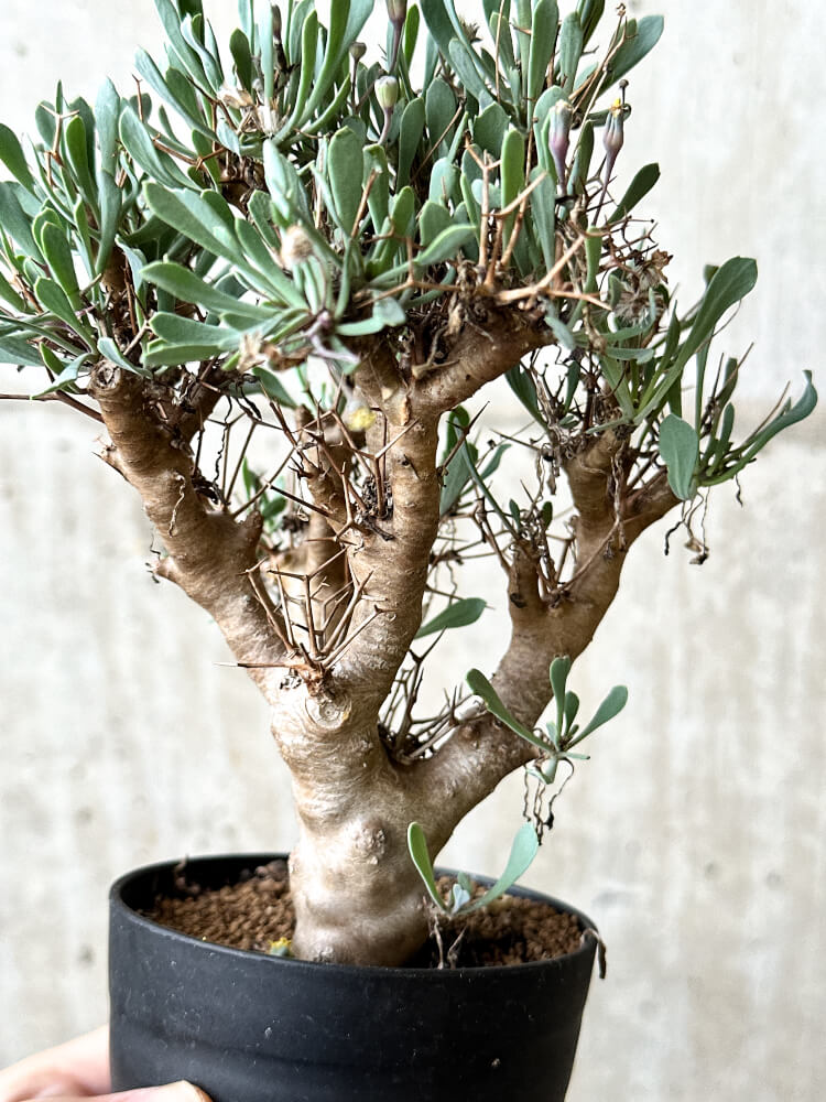 【現品限り】オトンナ・ユーフォルビオイデス【P63】 Othonna euphorbioides