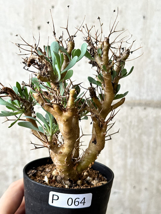 【現品限り】オトンナ・ユーフォルビオイデス【P64】 Othonna euphorbioides