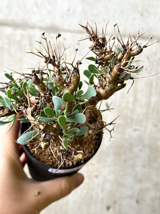 【現品限り】オトンナ・ユーフォルビオイデス【P64】 Othonna euphorbioides