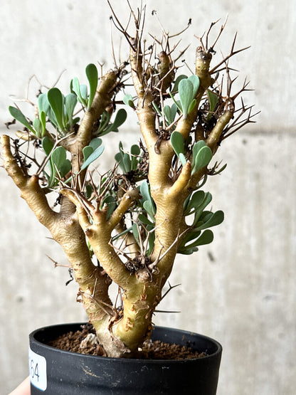 【現品限り】オトンナ・ユーフォルビオイデス【P64】 Othonna euphorbioides