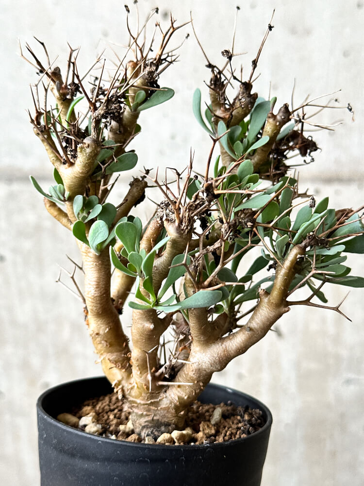 【現品限り】オトンナ・ユーフォルビオイデス【P64】 Othonna euphorbioides