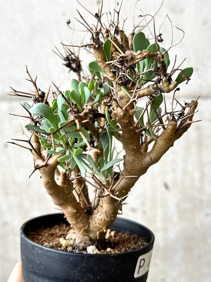 【現品限り】オトンナ・ユーフォルビオイデス【P64】 Othonna euphorbioides