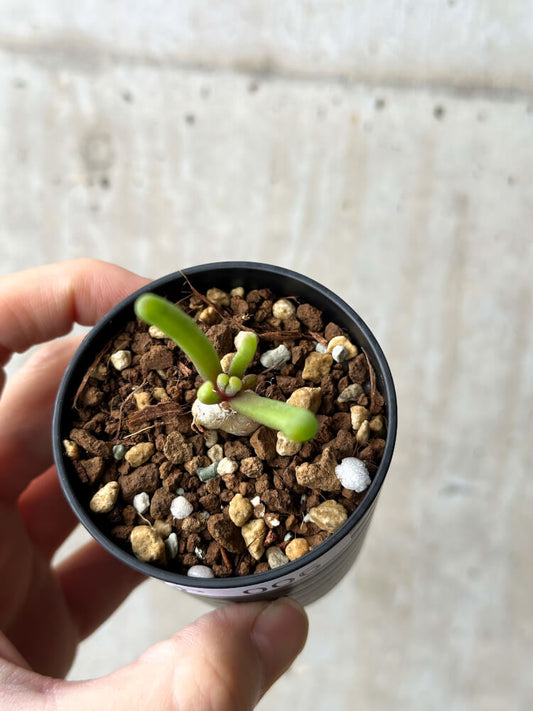 【現品限り】フィロボルス・テヌイフロルス【P6】 Phyllobolus tenuiflorus