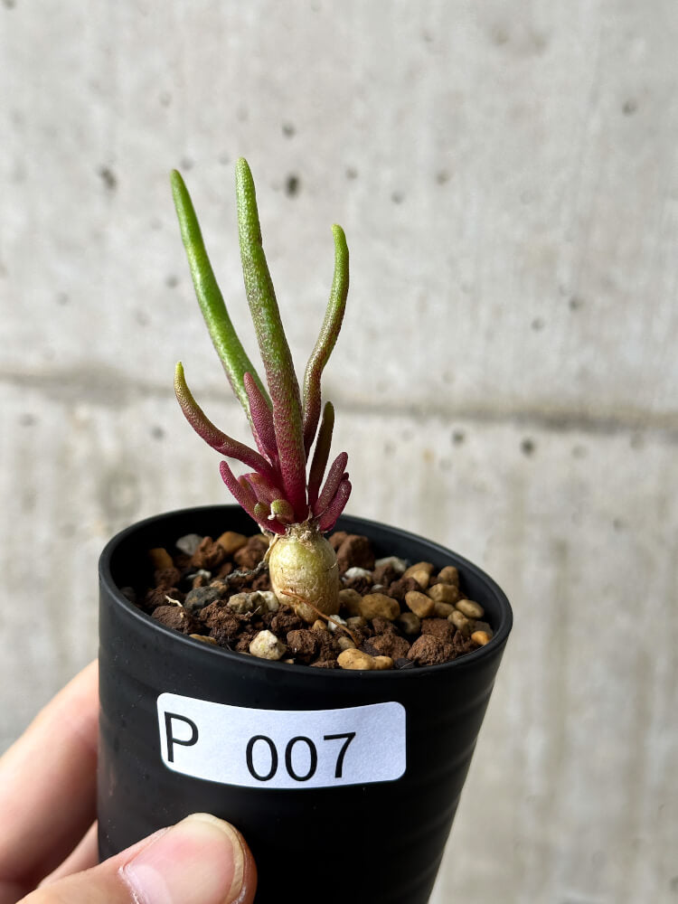 【現品限り】フィロボルス・テヌイフロルス【P7】 Phyllobolus tenuiflorus