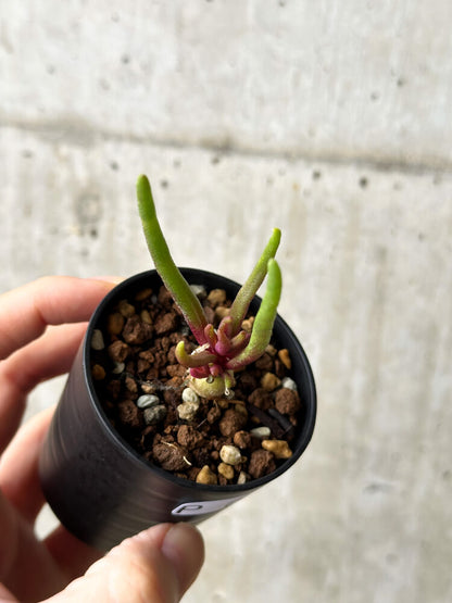 【現品限り】フィロボルス・テヌイフロルス【P7】 Phyllobolus tenuiflorus