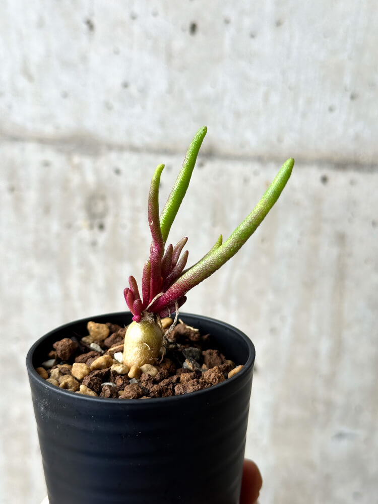 【現品限り】フィロボルス・テヌイフロルス【P7】 Phyllobolus tenuiflorus