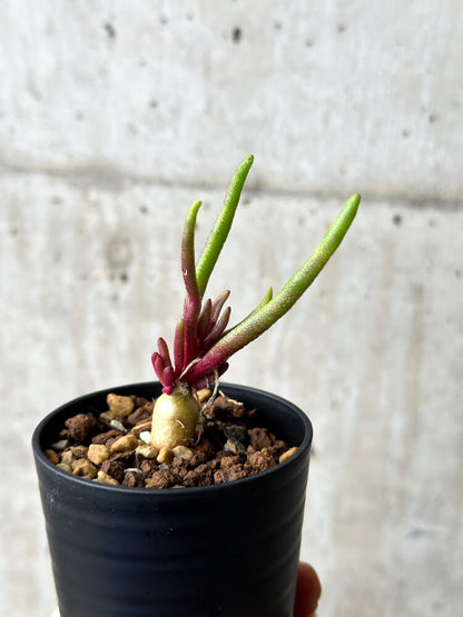 【現品限り】フィロボルス・テヌイフロルス【P7】 Phyllobolus tenuiflorus